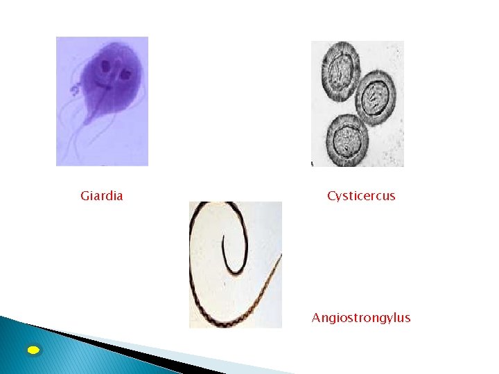 Giardia Cysticercus Angiostrongylus 