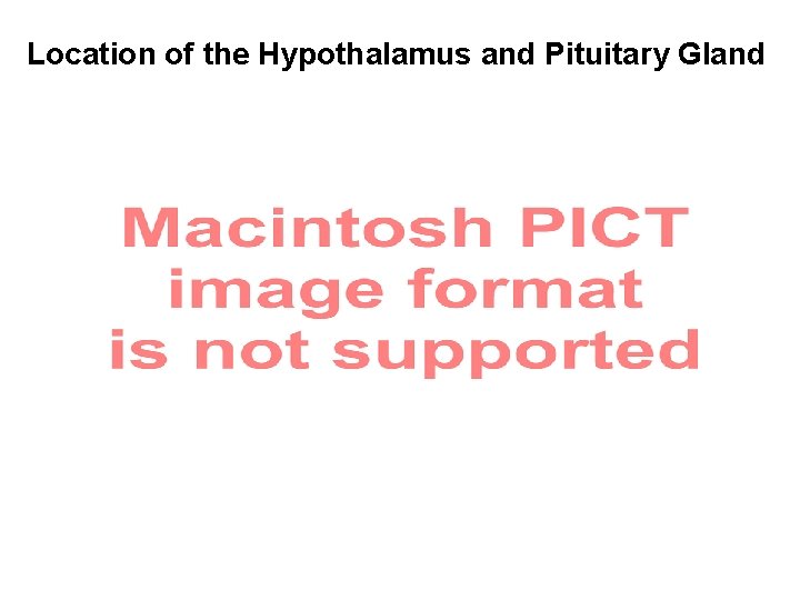 Location of the Hypothalamus and Pituitary Gland 