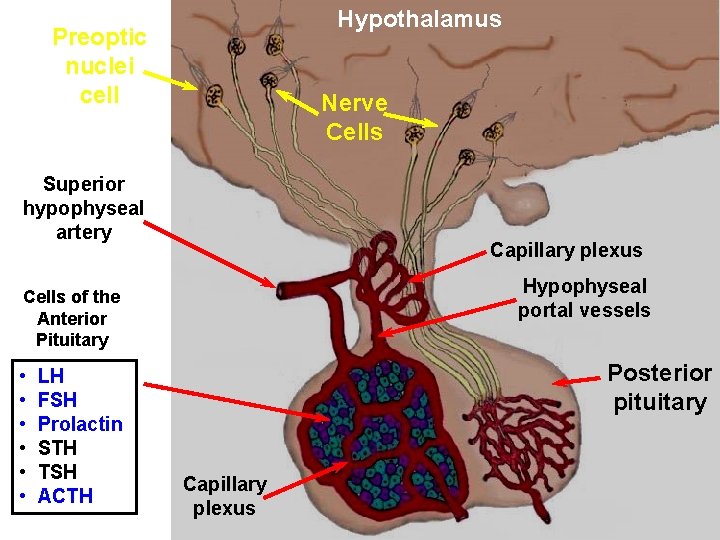 Hypothalamus Preoptic nuclei cell Nerve Cells Superior hypophyseal artery Capillary plexus Hypophyseal portal vessels