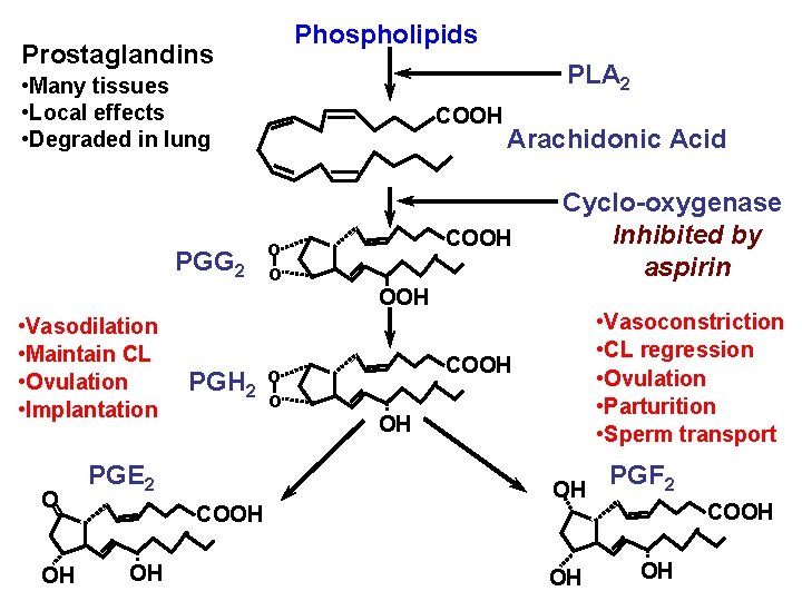 Phospholipids Prostaglandins PLA 2 • Many tissues • Local effects • Degraded in lung