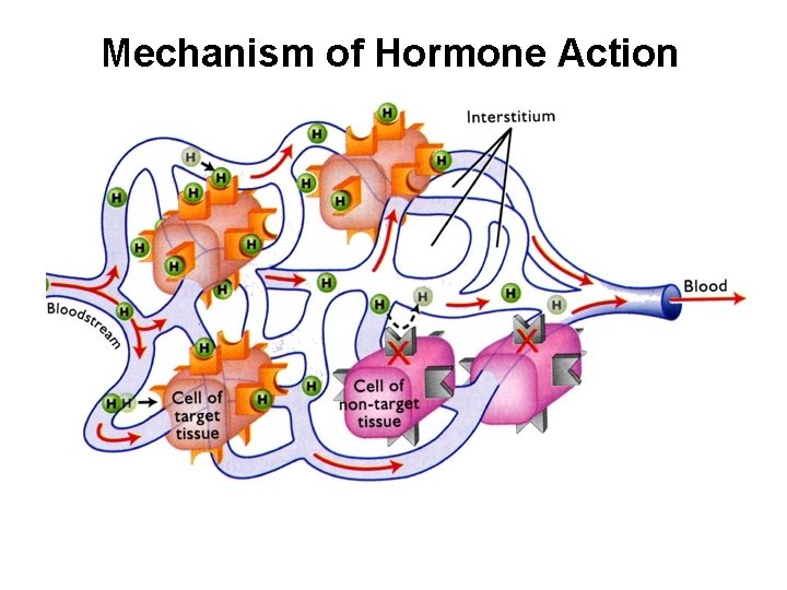 Mechanism of Hormone Action 