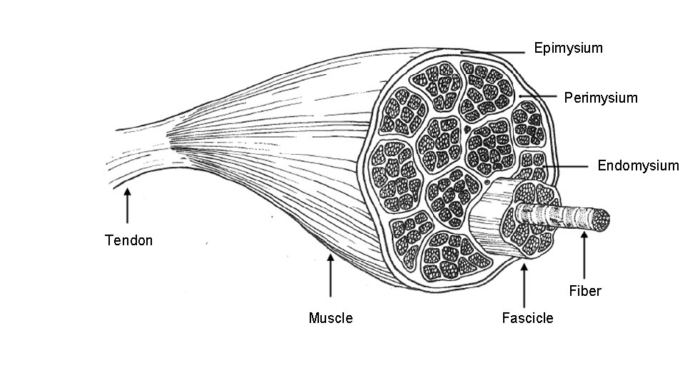 Epimysium Perimysium Endomysium Tendon Fiber Muscle Fascicle 