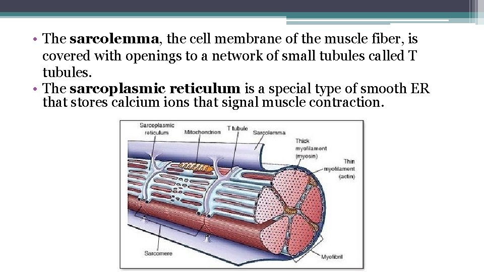  • The sarcolemma, the cell membrane of the muscle fiber, is covered with