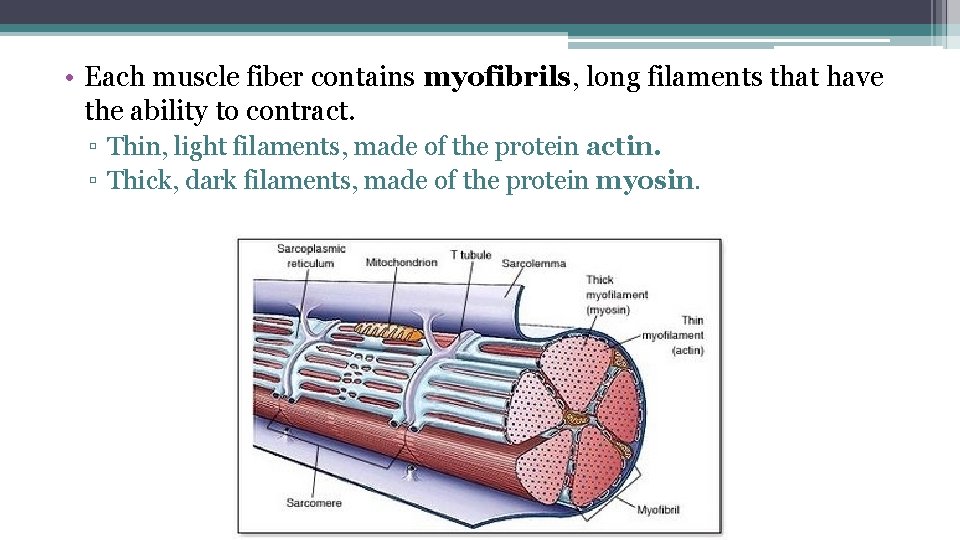  • Each muscle fiber contains myofibrils, long filaments that have the ability to