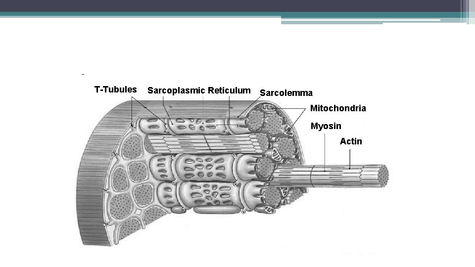 T-Tubules Sarcoplasmic Reticulum Sarcolemma Mitochondria Myosin Actin 