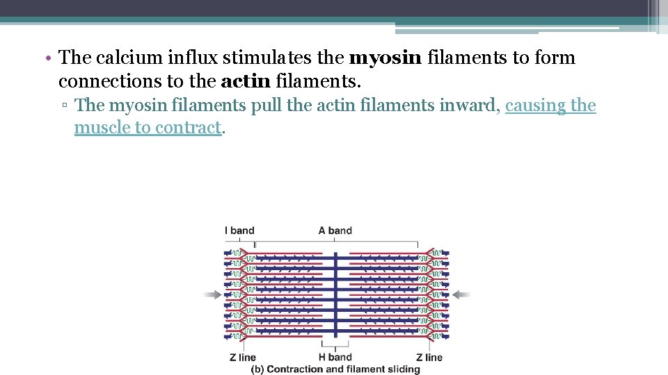  • The calcium influx stimulates the myosin filaments to form connections to the