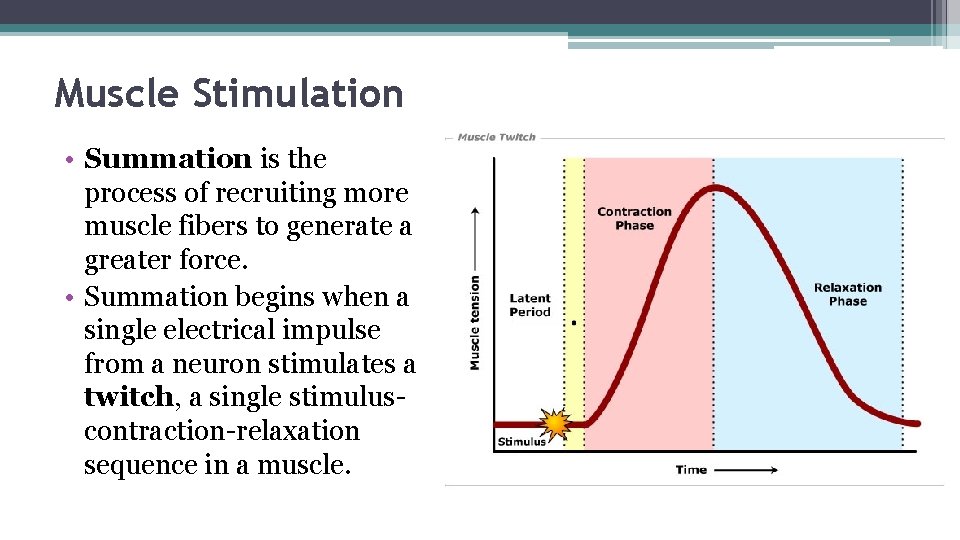 Muscle Stimulation • Summation is the process of recruiting more muscle fibers to generate
