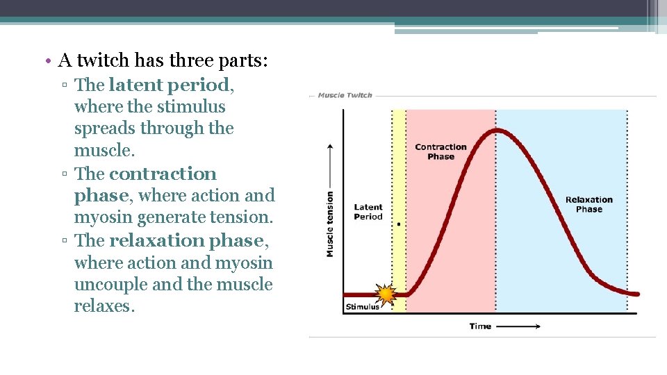  • A twitch has three parts: ▫ The latent period, where the stimulus