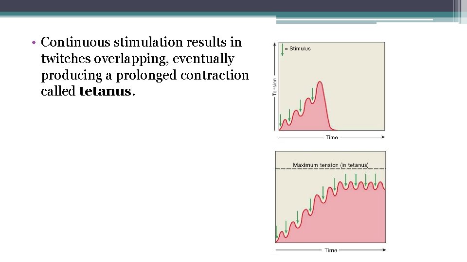 • Continuous stimulation results in twitches overlapping, eventually producing a prolonged contraction called • Continuous stimulation results in twitches overlapping, eventually producing a prolonged contraction called