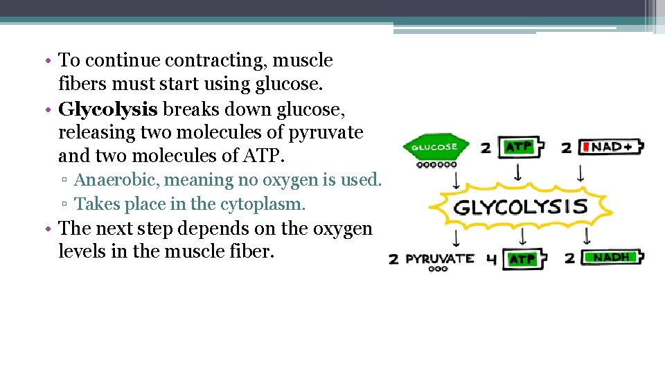  • To continue contracting, muscle fibers must start using glucose. • Glycolysis breaks