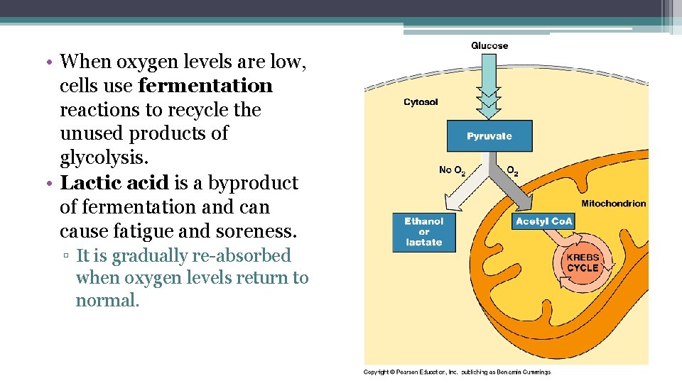  • When oxygen levels are low, cells use fermentation reactions to recycle the