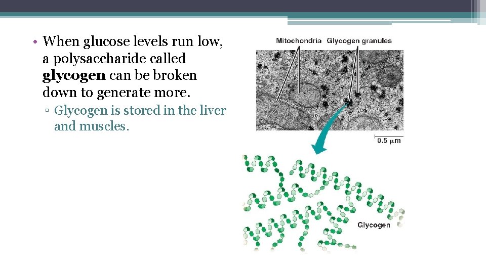  • When glucose levels run low, a polysaccharide called glycogen can be broken