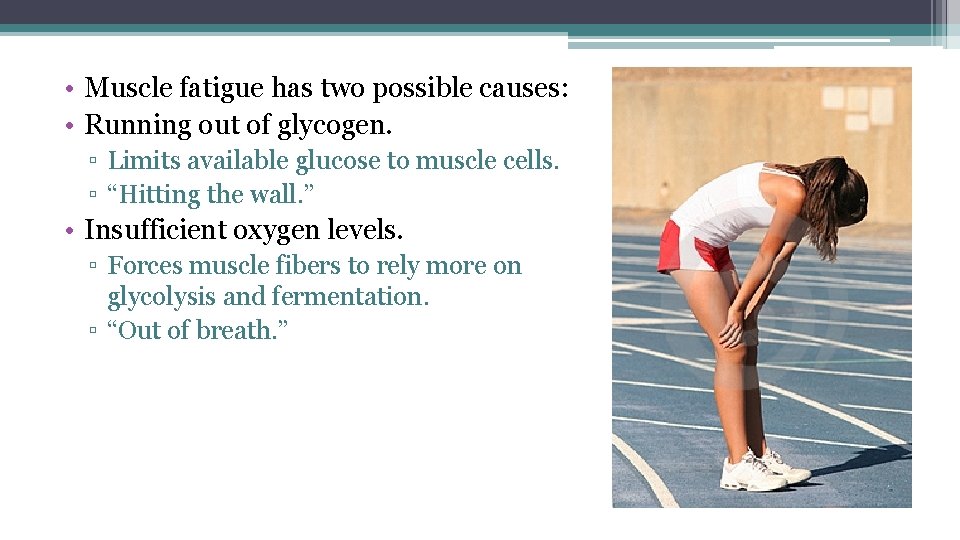  • Muscle fatigue has two possible causes: • Running out of glycogen. ▫