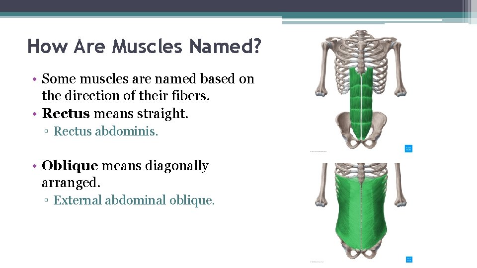 How Are Muscles Named? • Some muscles are named based on the direction of