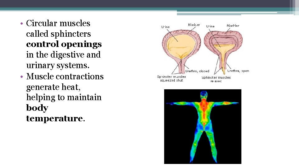  • Circular muscles called sphincters control openings in the digestive and urinary systems.