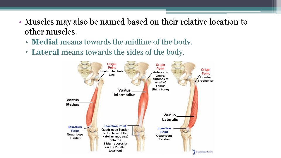  • Muscles may also be named based on their relative location to other