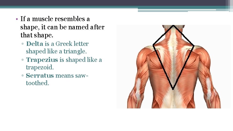  • If a muscle resembles a shape, it can be named after that