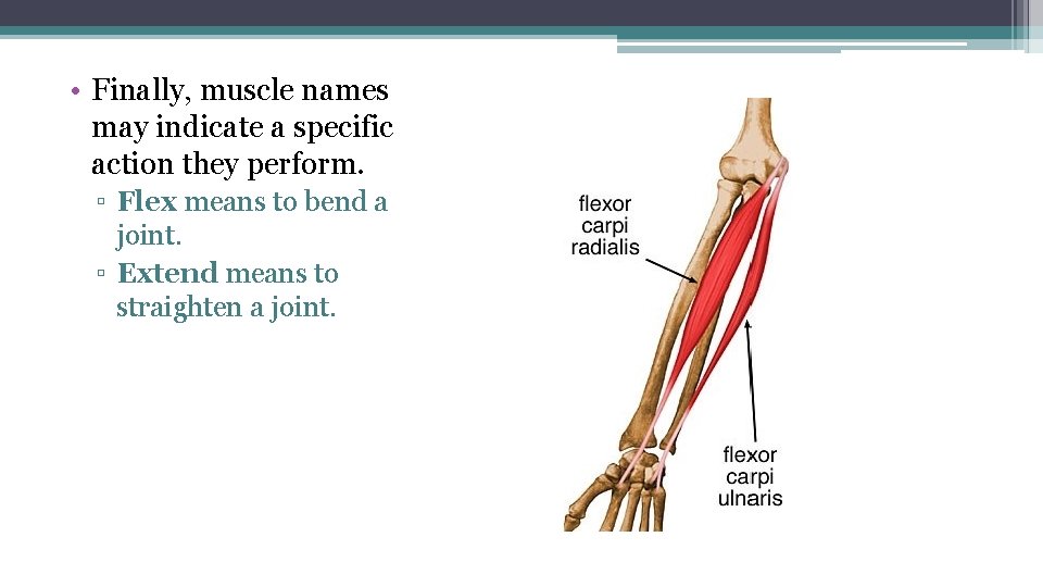  • Finally, muscle names may indicate a specific action they perform. ▫ Flex