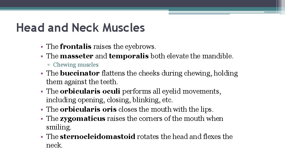 Head and Neck Muscles • The frontalis raises the eyebrows. • The masseter and