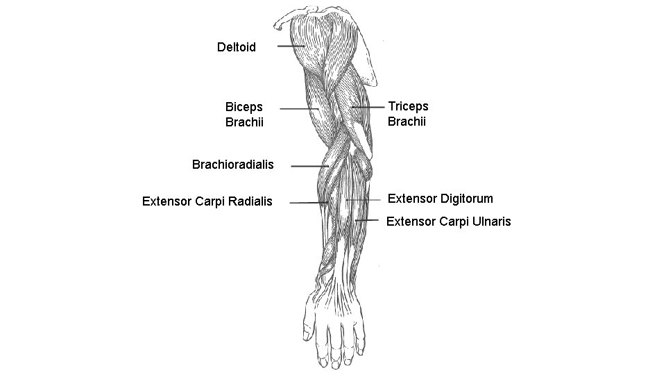 Deltoid Biceps Brachii Triceps Brachii Brachioradialis Extensor Carpi Radialis Extensor Digitorum Extensor Carpi Ulnaris