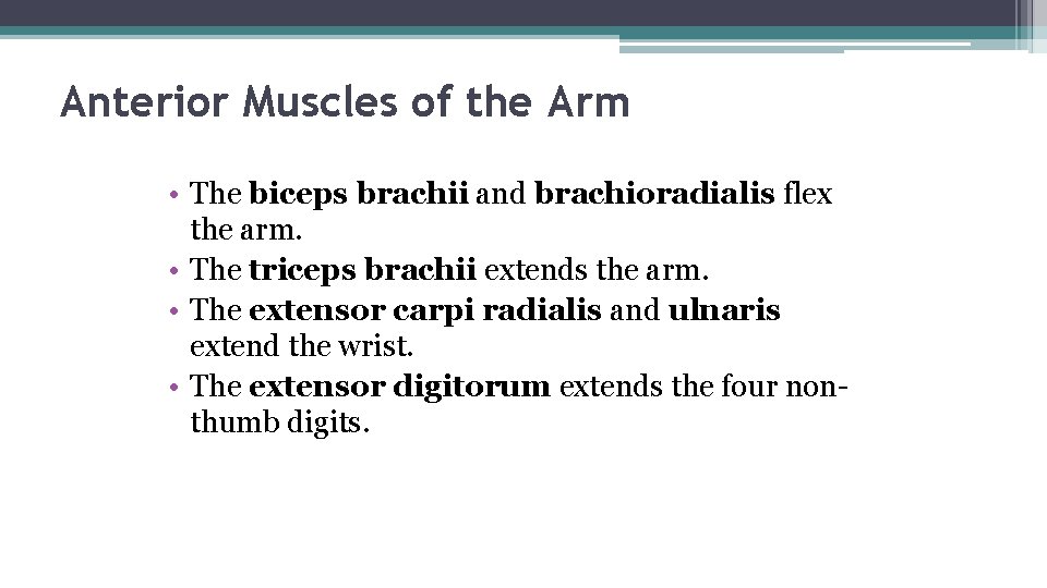 Anterior Muscles of the Arm • The biceps brachii and brachioradialis flex the arm.