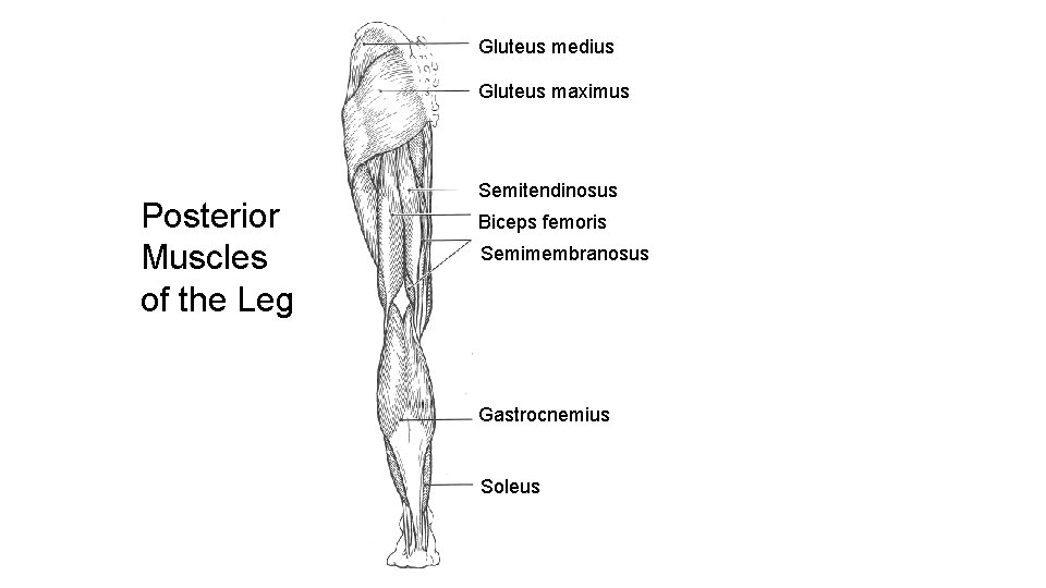 Gluteus medius Gluteus maximus Posterior Muscles of the Leg Semitendinosus Biceps femoris Semimembranosus Gastrocnemius