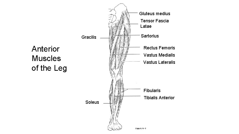 Gluteus medius Tensor Fascia Latae Gracilis Anterior Muscles of the Leg Sartorius Rectus Femoris