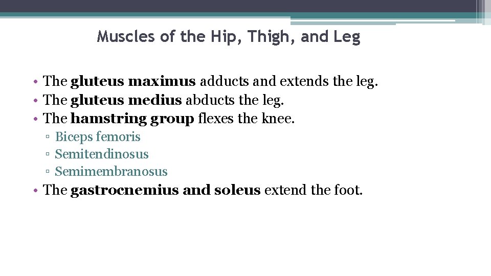 Muscles of the Hip, Thigh, and Leg • The gluteus maximus adducts and extends