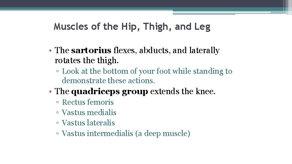 Muscles of the Hip, Thigh, and Leg • The sartorius flexes, abducts, and laterally