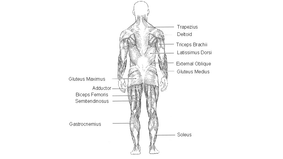 Trapezius Deltoid Triceps Brachii Latissimus Dorsi External Oblique Gluteus Medius Gluteus Maximus Adductor Biceps