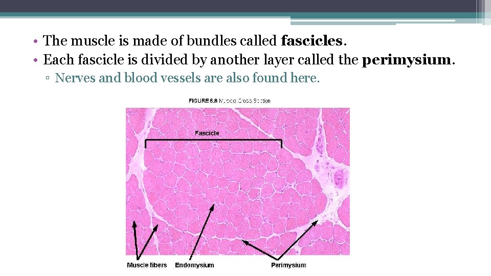  • The muscle is made of bundles called fascicles. • Each fascicle is