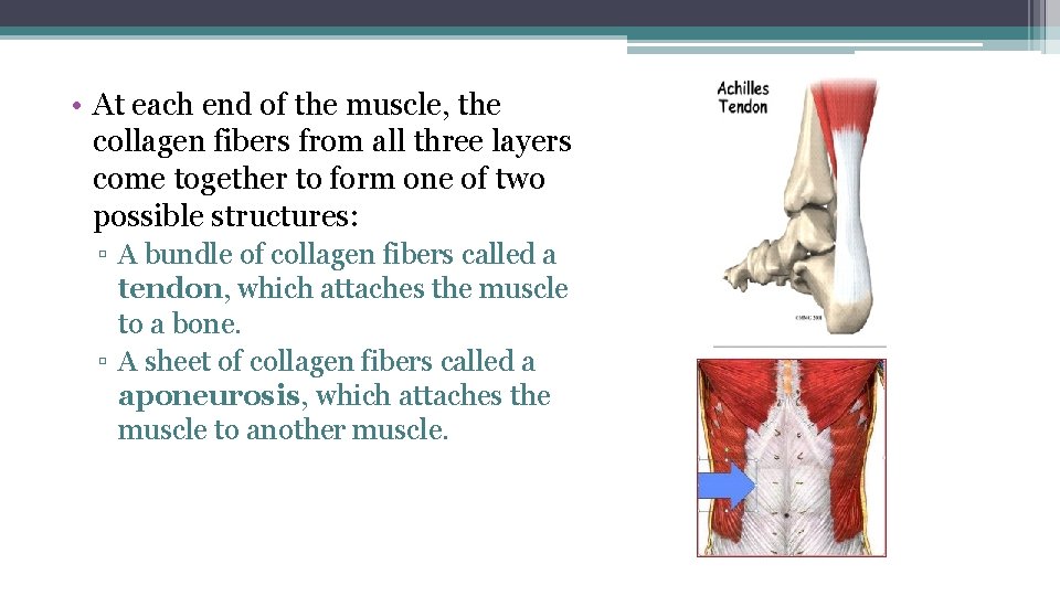  • At each end of the muscle, the collagen fibers from all three