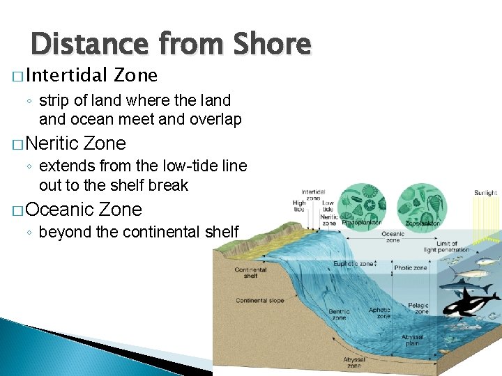 Distance from Shore � Intertidal Zone ◦ strip of land where the land ocean