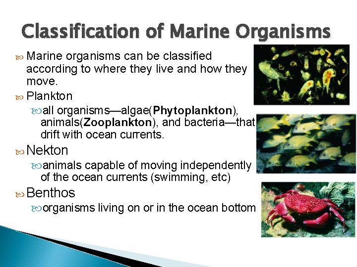 Classification of Marine Organisms Marine organisms can be classified according to where they live