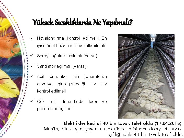 Yüksek Sıcaklıklarda Ne Yapılmalı? ü Havalandırma kontrol edilmeli! En iyisi tünel havalandırma kullanılmalı ü