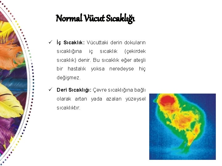 Normal Vücut Sıcaklığı ü İç Sıcaklık: Vücuttaki derin dokuların sıcaklığına iç sıcaklık (çekirdek sıcaklık)