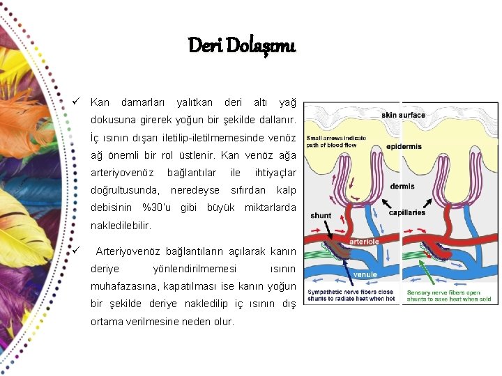 Deri Dolaşımı ü Kan damarları yalıtkan deri altı yağ dokusuna girerek yoğun bir şekilde