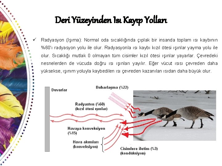 Deri Yüzeyinden Isı Kayıp Yolları ü Radyasyon (Işıma): Normal oda sıcaklığında çıplak bir insanda