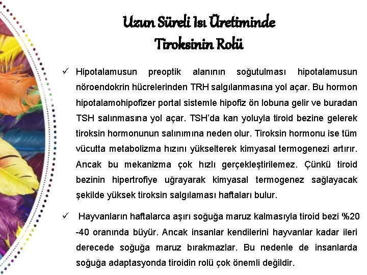 Uzun Süreli Isı Üretiminde Tiroksinin Rolü ü Hipotalamusun preoptik alanının soğutulması hipotalamusun nöroendokrin hücrelerinden