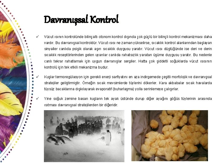 Davranışsal Kontrol ü Vücut ısının kontrolünde bilinçaltı otonom kontrol dışında çok güçlü bir bilinçli