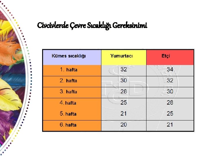 Civcivlerde Çevre Sıcaklığı Gereksinimi 