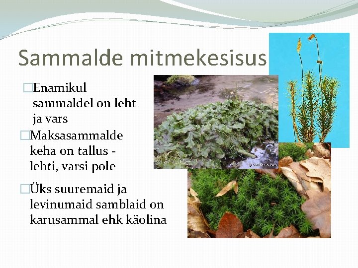 Sammalde mitmekesisus �Enamikul sammaldel on leht ja vars �Maksasammalde keha on tallus lehti, varsi