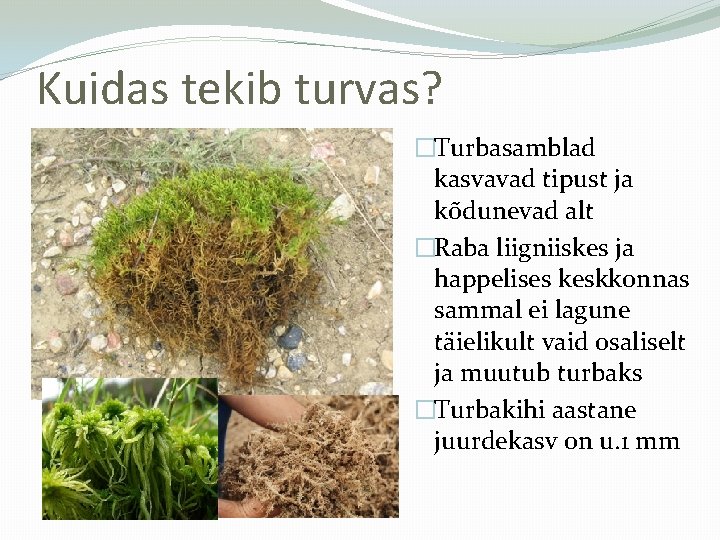 Kuidas tekib turvas? �Turbasamblad kasvavad tipust ja kõdunevad alt �Raba liigniiskes ja happelises keskkonnas