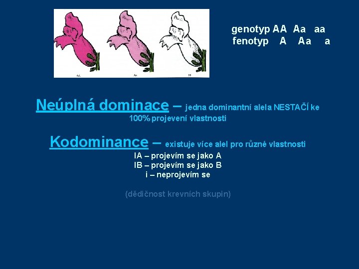  genotyp AA Aa aa fenotyp A Aa a Neúplná dominace – jedna dominantní