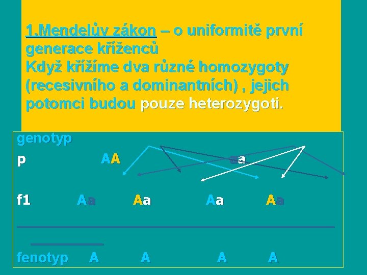 1. Mendelův zákon – o uniformitě první generace kříženců Když křížíme dva různé homozygoty