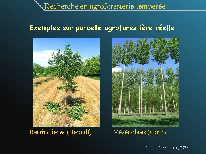  Recherche en agroforesterie tempérée Exemples sur parcelle agroforestière réelle Restinclières (Hérault) Vézénobres (Gard)