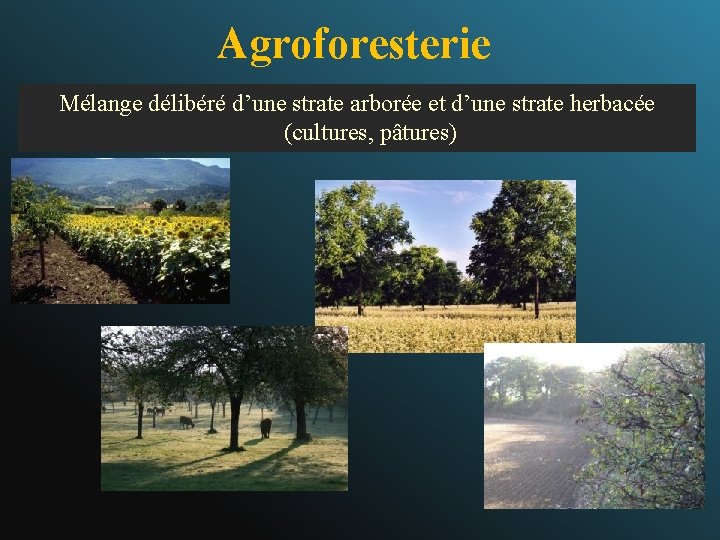 Agroforesterie Mélange délibéré d’une strate arborée et d’une strate herbacée (cultures, pâtures) 