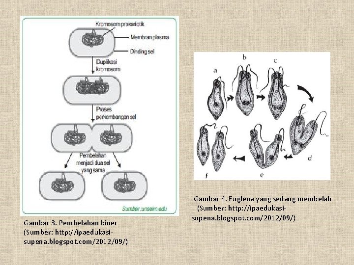  Gambar 4. Euglena yang sedang membelah Gambar 3. Pembelahan biner (Sumber: http: //ipaedukasisupena.