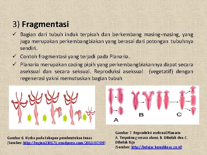 3) Fragmentasi ü Bagian dari tubuh induk terpisah dan berkembang masing-masing, yang juga merupakan