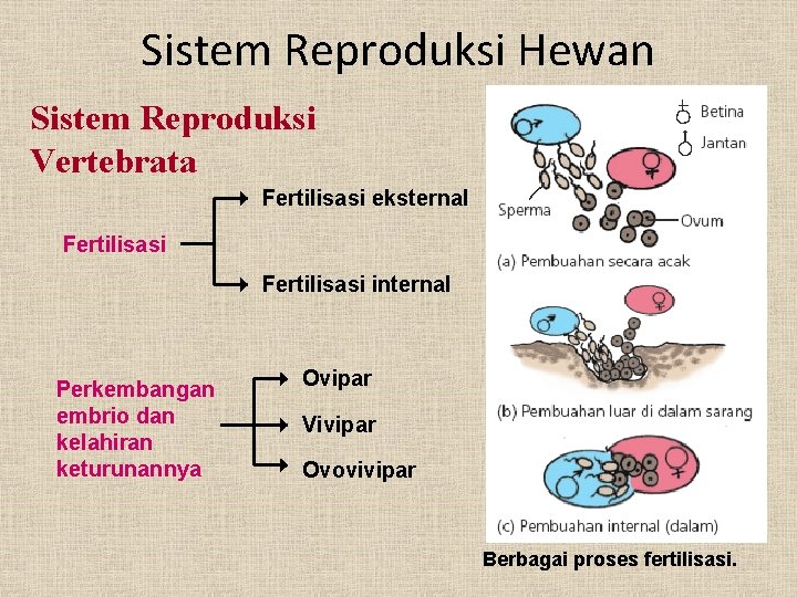 Sistem Reproduksi Hewan Sistem Reproduksi Vertebrata Fertilisasi eksternal Fertilisasi internal Perkembangan embrio dan kelahiran